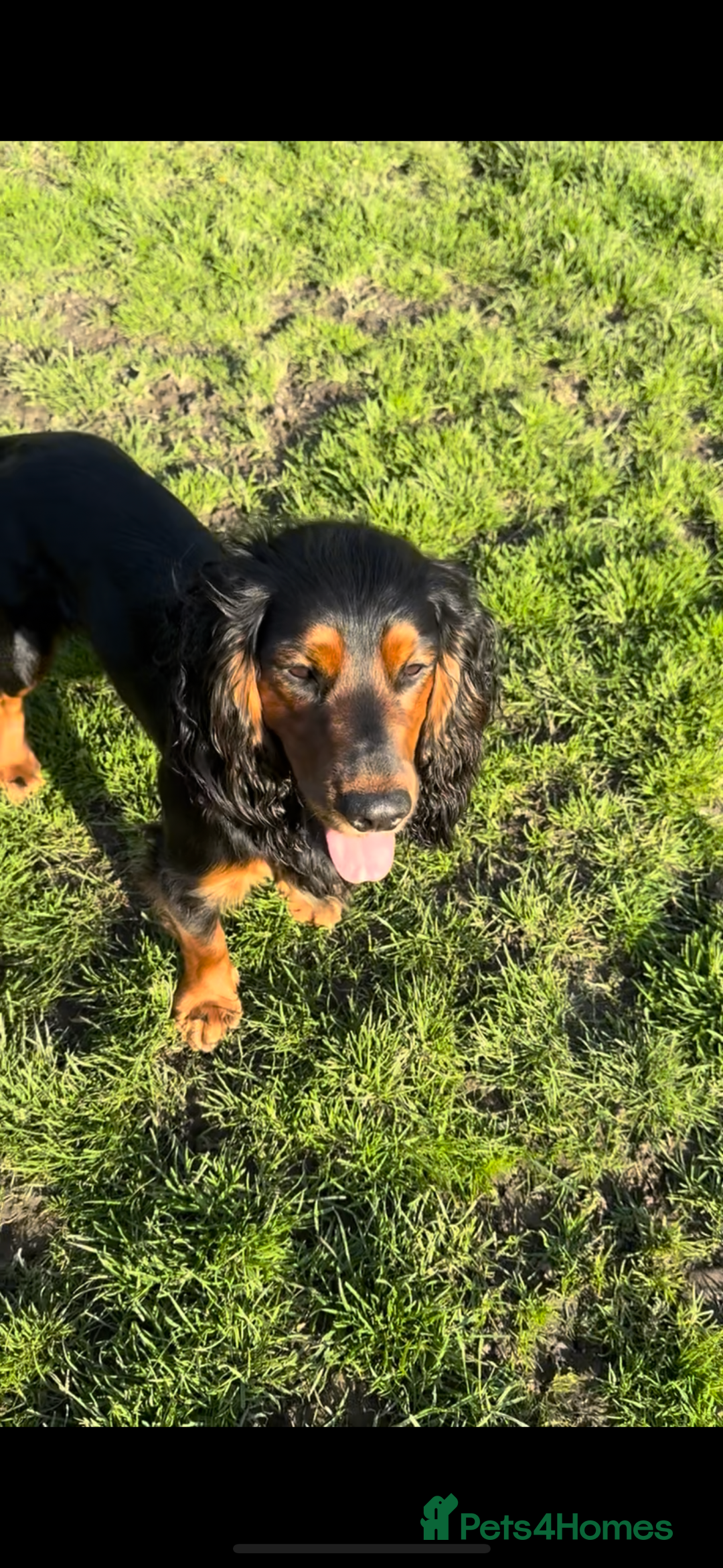 Cocker Spaniel dogs for stud: K C registered - Mr Midnight for Stud in Huddersfield - Image 5
