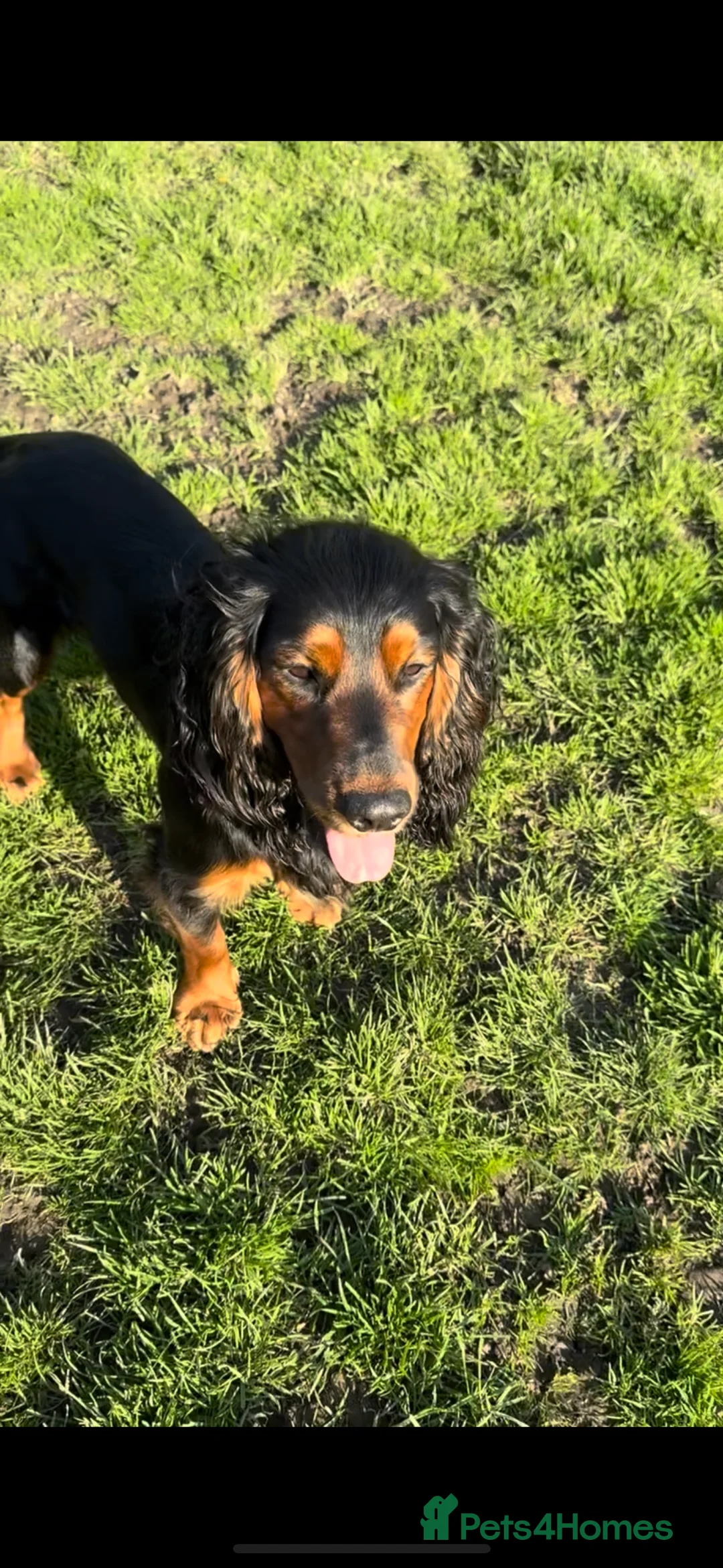 Cocker Spaniel dogs for stud: K C registered - Mr Midnight for Stud in Huddersfield - Advert 5