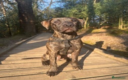 Mixed Breed dogs for sale: Looking for a home  - Image 3