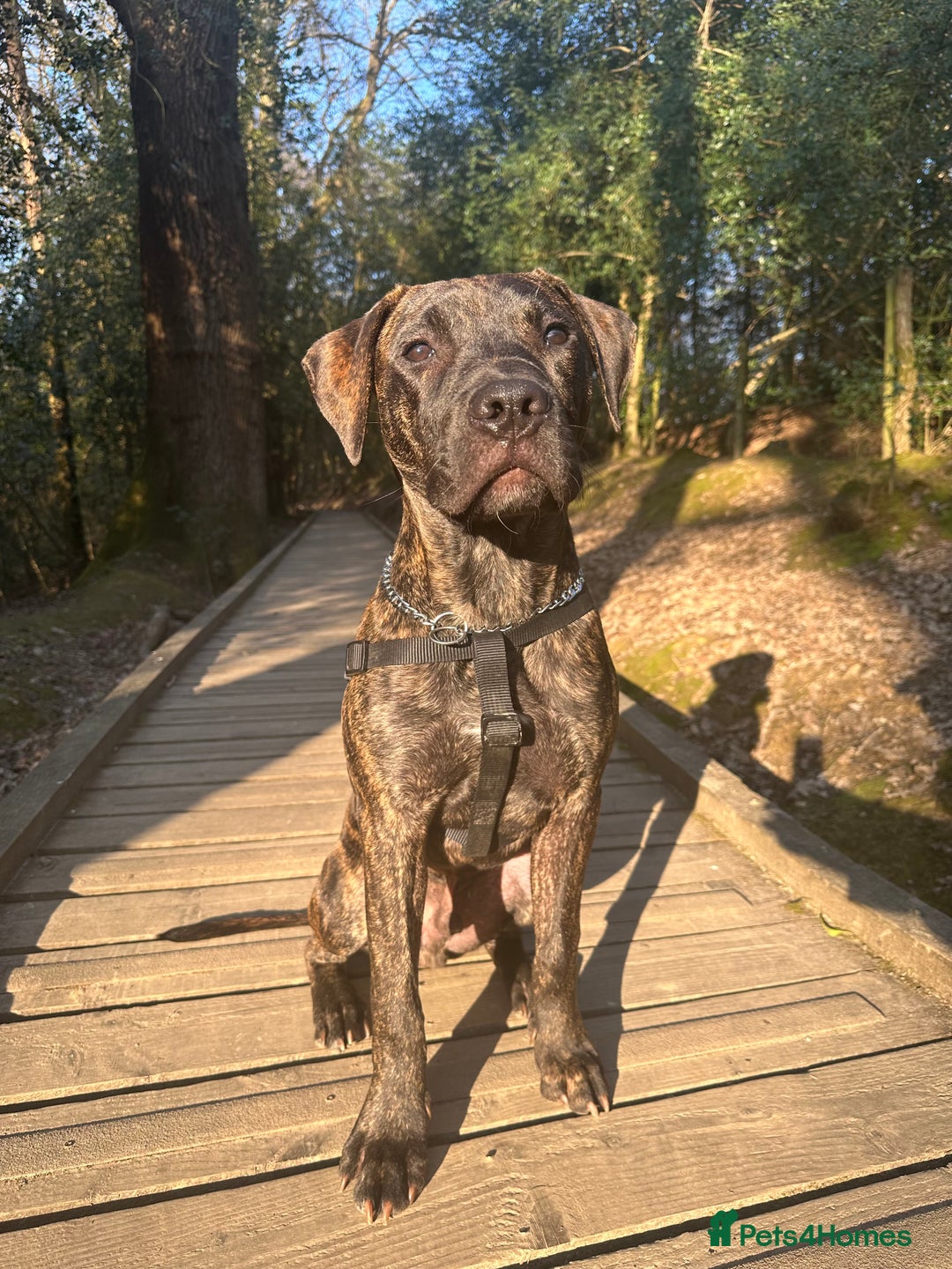 Mixed Breed dogs for sale: Looking for a home  - Image 3