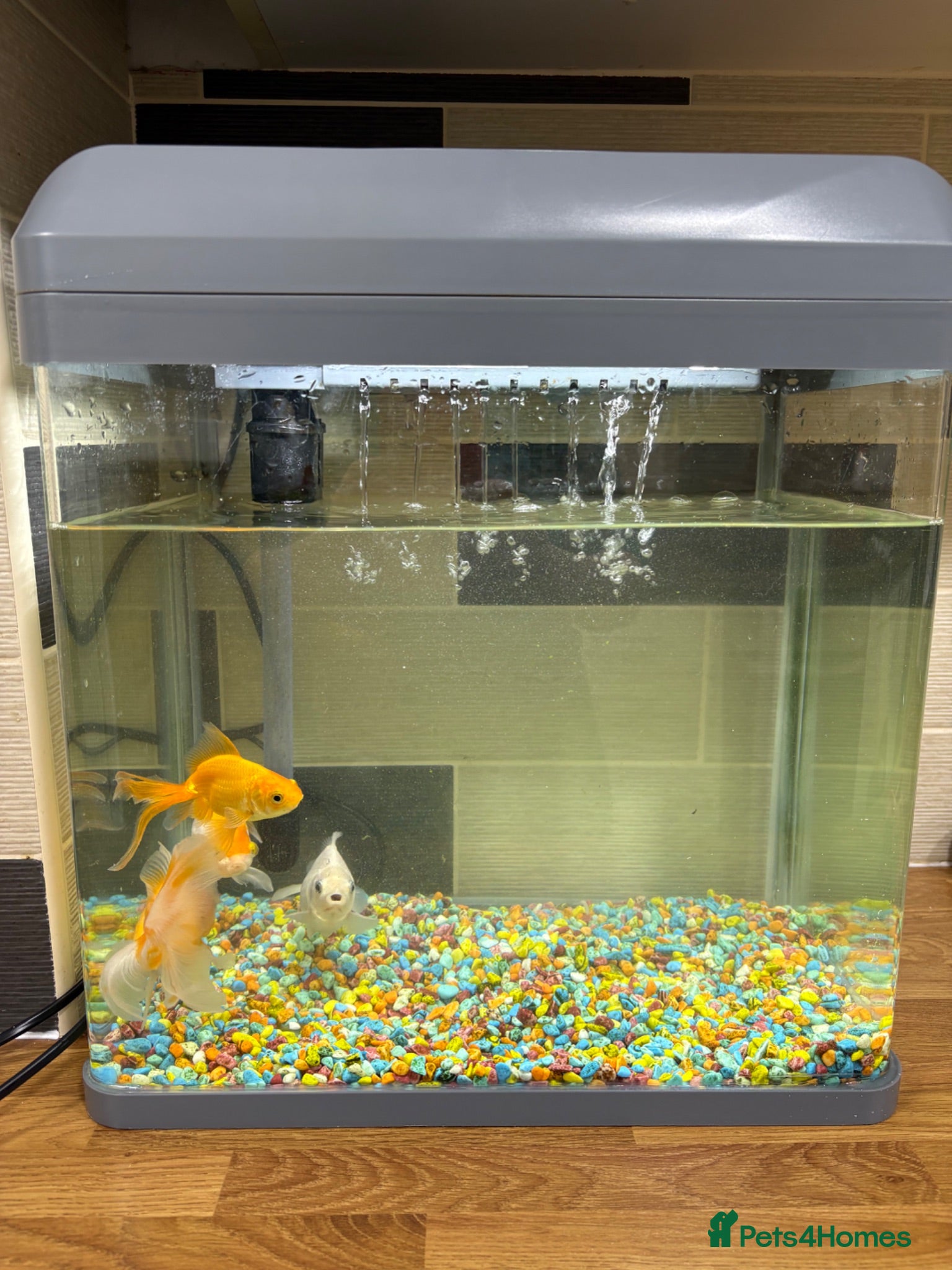 Goldfish fish Goldfish and Tank  - Advert 1