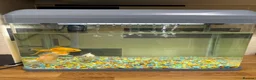 Goldfish fish for sale: Goldfish and Tank  - Advert 1