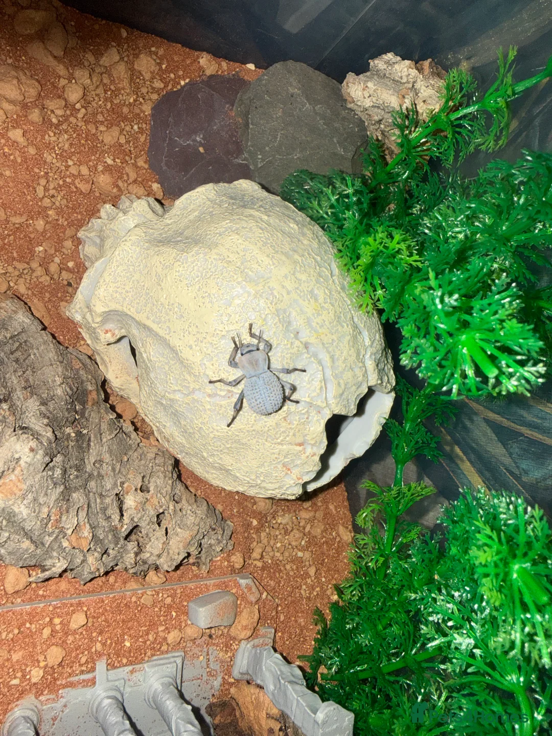 Beetles invertebrates for sale: Blue death beetles - Advert 3