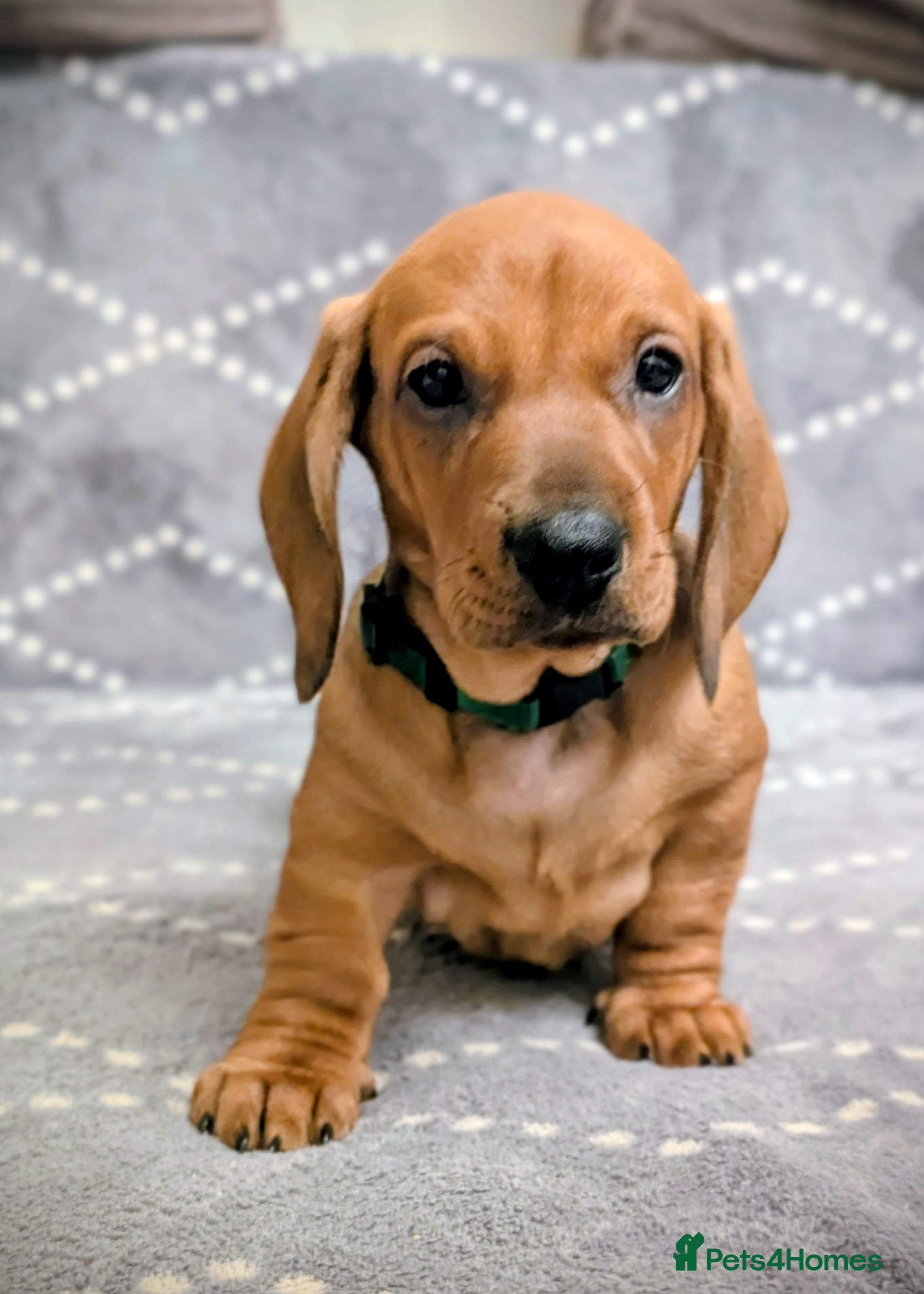 Dachshund dogs Ready Now Champions Line Standard Dachshund - Advert 10