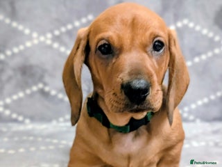 Dachshund dogs Ready Now Champions Line Standard Dachshund - Advert 10