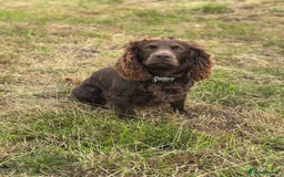 Cocker Spaniel dogs for sale: Gorgeous WCS excellent temperament  - Image 4