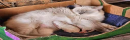 Ragdoll cats for sale: Lovely Litter of 3 Kittens Looking for Loving Home - Advert 17