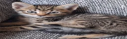 Mixed Breed cats for sale: Beautiful kittens 😻 - Advert 9