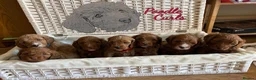 Cavapoo dogs for sale: Waiting list open F1 CAVAPOOS DUE LATE MAY - Advert 10