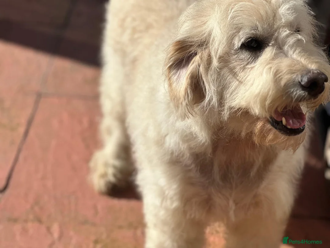 Goldendoodle dogs for sale: F1 GOLDENDOODLE FEMALE - Advert 2