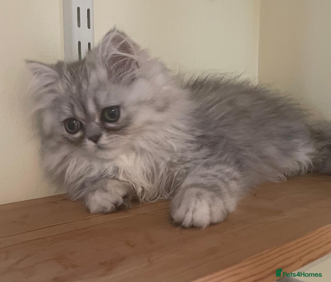 Persian cats for sale: Silver Blue Chinchilla Male Persian Kitten! - Image 4