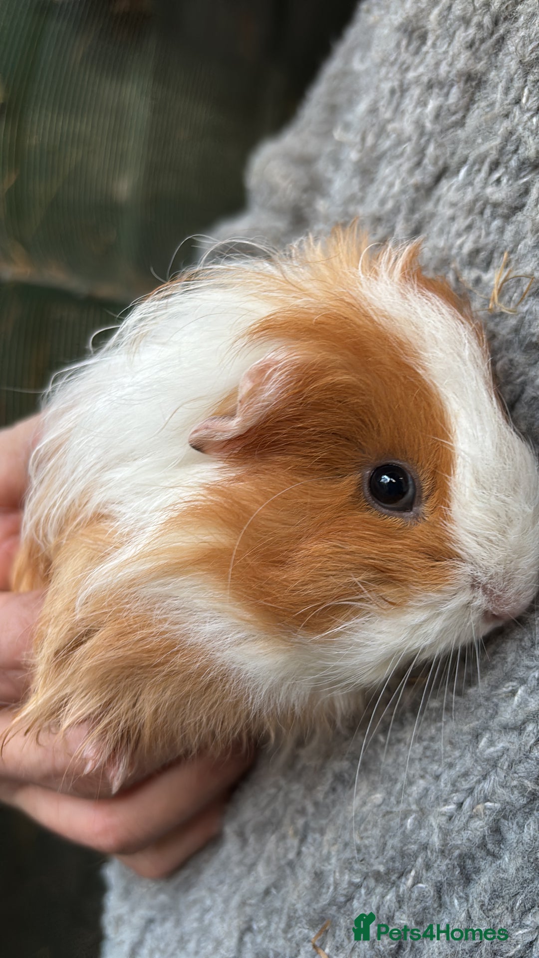 Guinea Pig rodents for sale: 2 baby sister guineas - very friendly / handled  - Advert 5