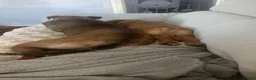 Mixed Breed dogs for sale: American Akita x Rhodesian Ridgeback - Advert 2