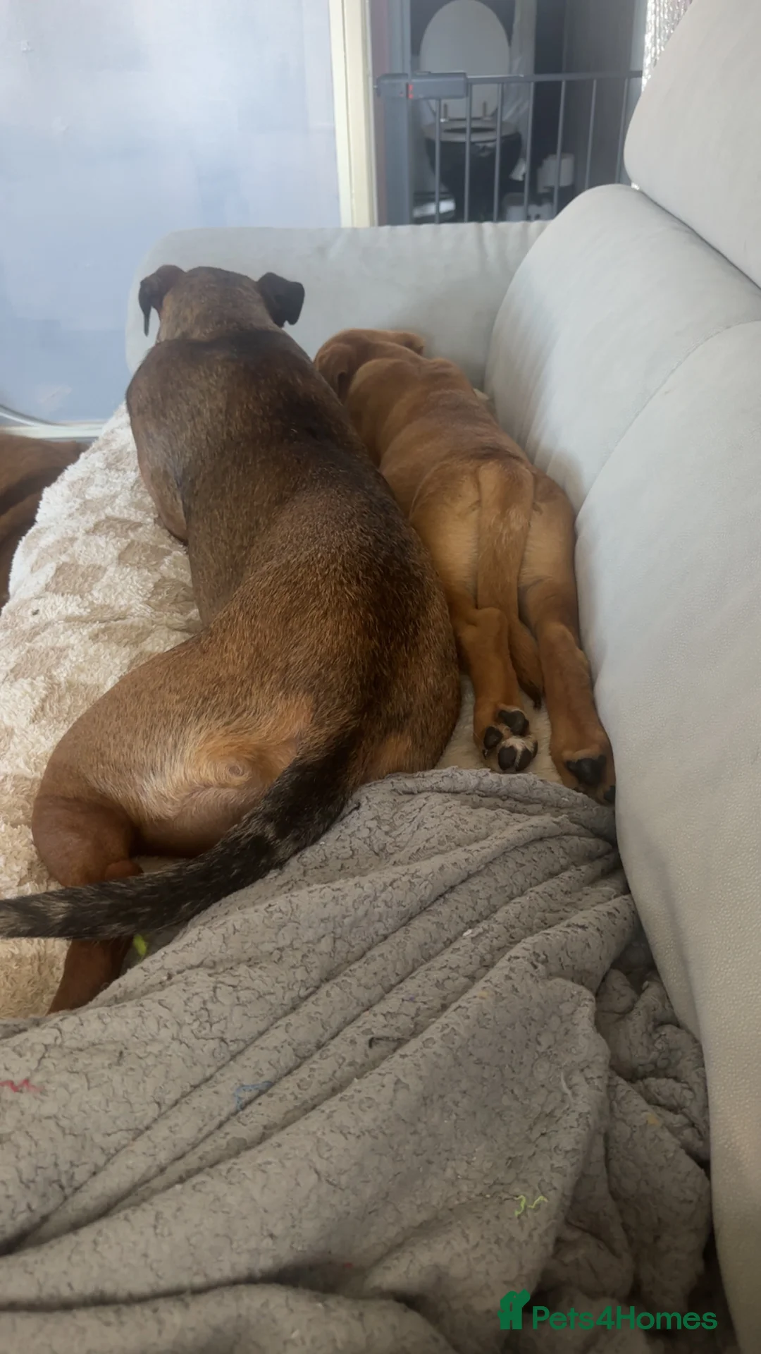 Mixed Breed dogs for sale: American Akita x Rhodesian Ridgeback - Advert 2