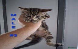 Mixed Breed cats for sale: 10 week old kittens available  - Image 6