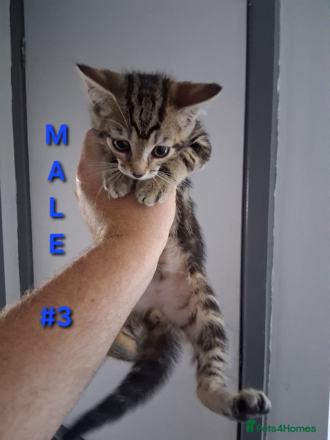 Mixed Breed cats for sale: 10 week old kittens available  - Image 6