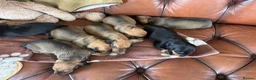 Dachshund dogs for sale: KC Registered Standard Dachshunds  - Advert 10