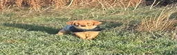 Goldador dogs for sale: Labrador retriever puppies  - Advert 1
