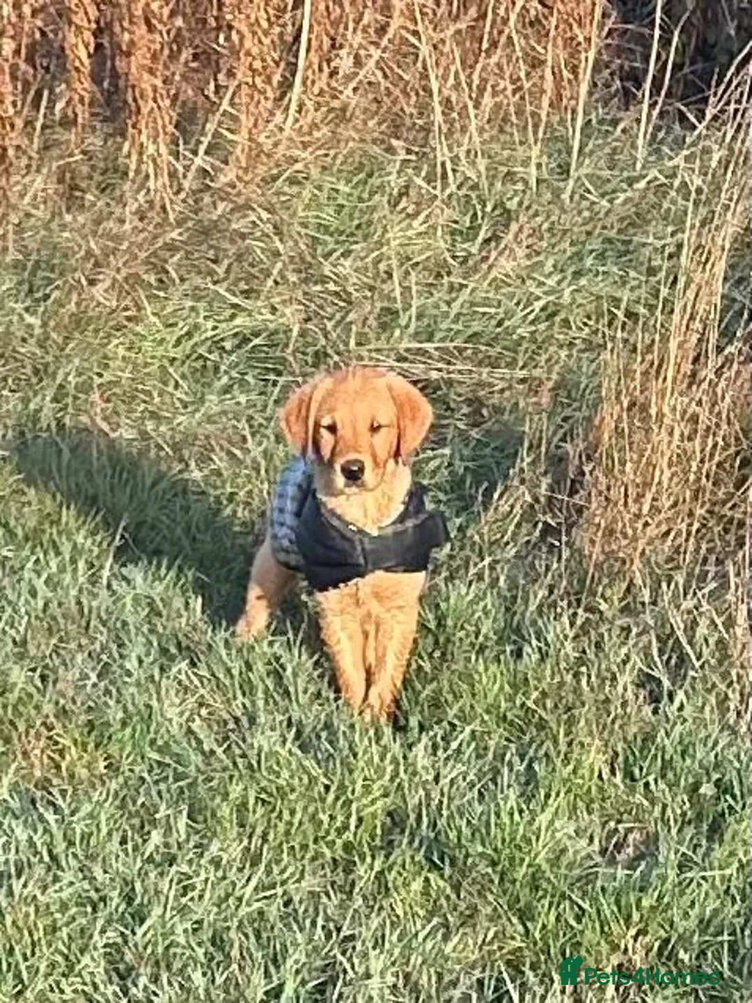 Goldador dogs for sale: Labrador retriever puppies  - Advert 1