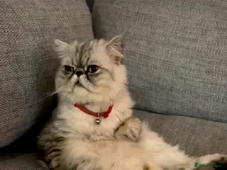 Persian cats Beautiful Persian Cat Needs a Loving Forever Home - Advert 1