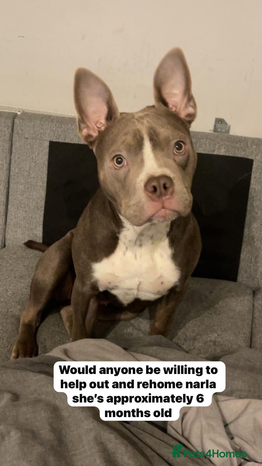 Mixed Breed dogs Narla  - Advert 3