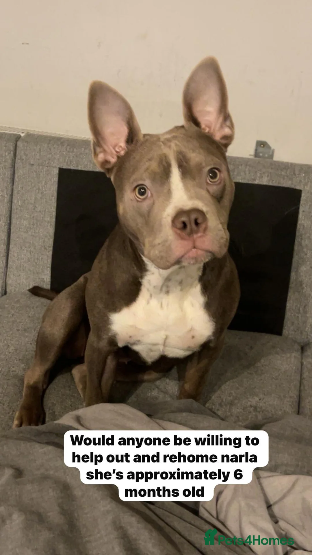 Mixed Breed dogs for sale: Narla  - Advert 1