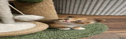 Selkirk Rex cats for sale:  Beautiful Home-Raised Selkirk Rex&BSH Kittens 😻 - Advert 29