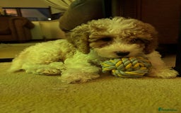 Cavapoochon dogs for sale: 1 beautiful Cavapoochon girls ready now - Image 5