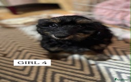 Mixed Breed dogs for sale: Dachshund cross - Image 7