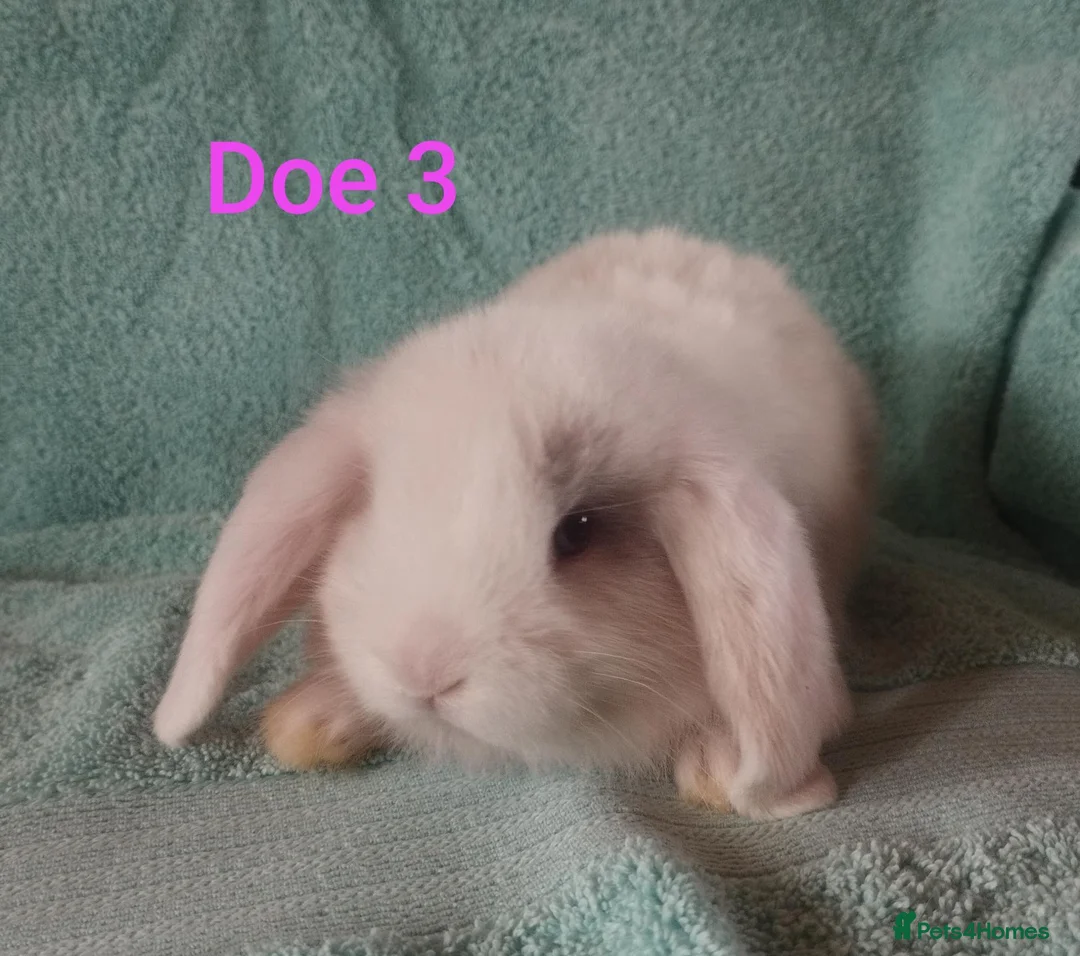 Mini Lop rabbits for sale: 4 Beautiful Mini Lop babies looking for homes! 🥰 - Advert 4