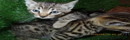 Bengal cats for sale: 4 beautiful Bengal Kittens - Advert 6