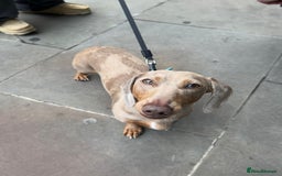 Miniature Dachshund dogs for sale: Buddy - Image 1