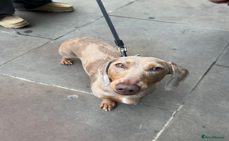 Miniature Dachshund dogs - Advert 2