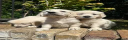 Golden Retriever dogs for sale: English cream golden retriever puppies in Rainham - Advert 16