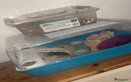 Hamster rodents for sale: Dwarf Hamster - Image 6
