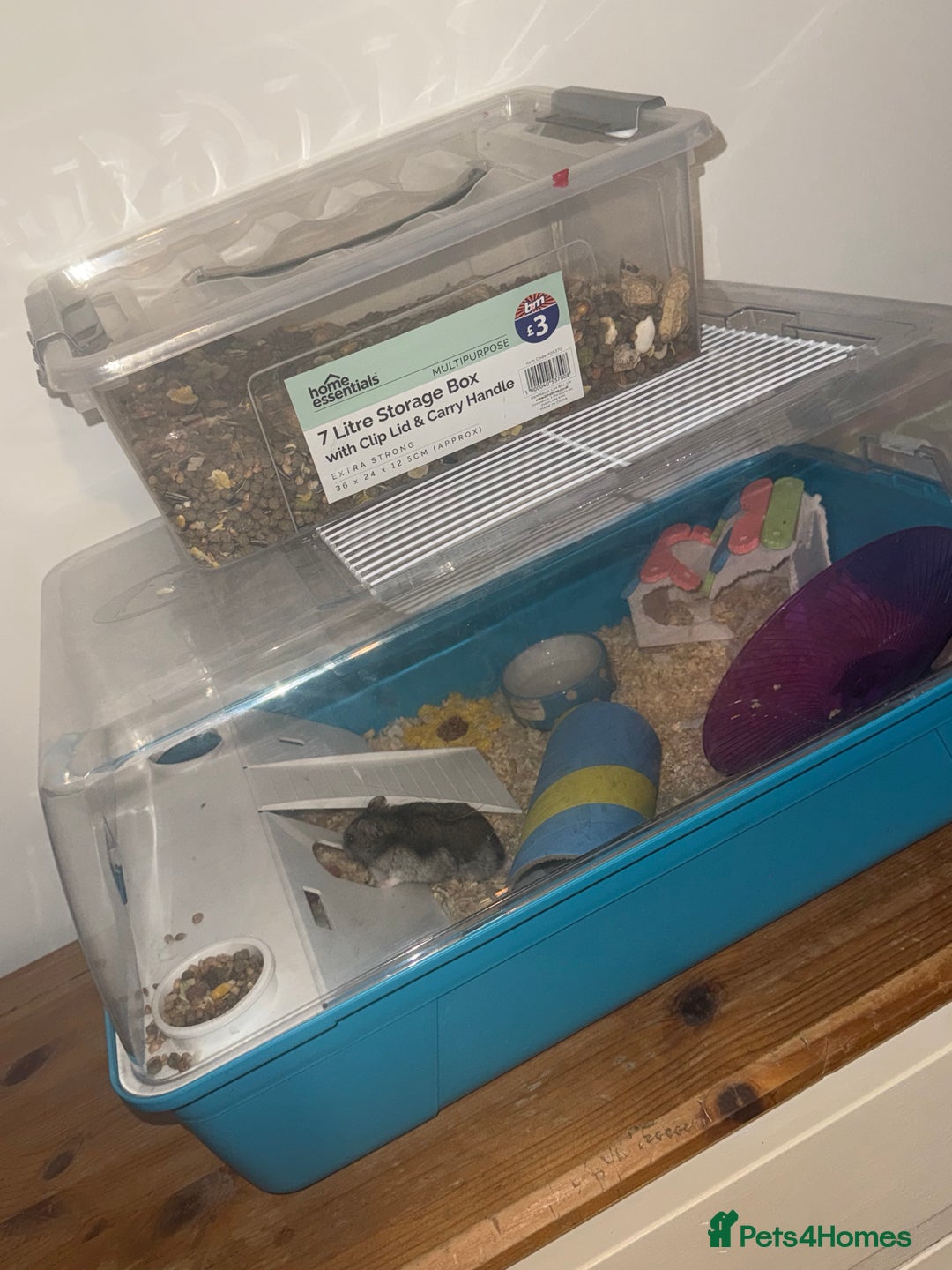 Hamster rodents for sale: Dwarf Hamster - Image 6