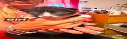 Mixed Breed cats for sale: Lovely little fluffy kittens - Advert 4