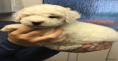 Cockapoo dogs - Advert 3