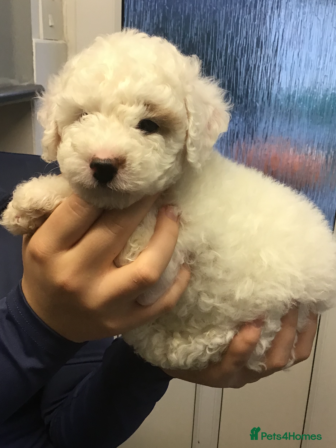 Cockapoo dogs for sale: F1b cockapoo puppies ready now - Advert 3