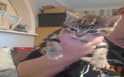 Mixed Breed cats for sale: Female kittens for sale - Image 3