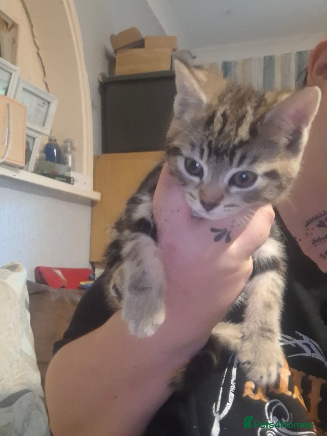Mixed Breed cats for sale: Female kittens for sale - Image 3