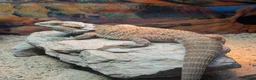 Bearded Dragon reptiles for sale: Meet Na'vi 1 year old male - Full Set Up - Advert 4