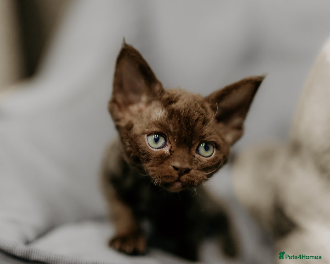 Devon Rex cats for sale: Adorable GCCF Registered DevonRex Kittens FOR SALE - Advert 33