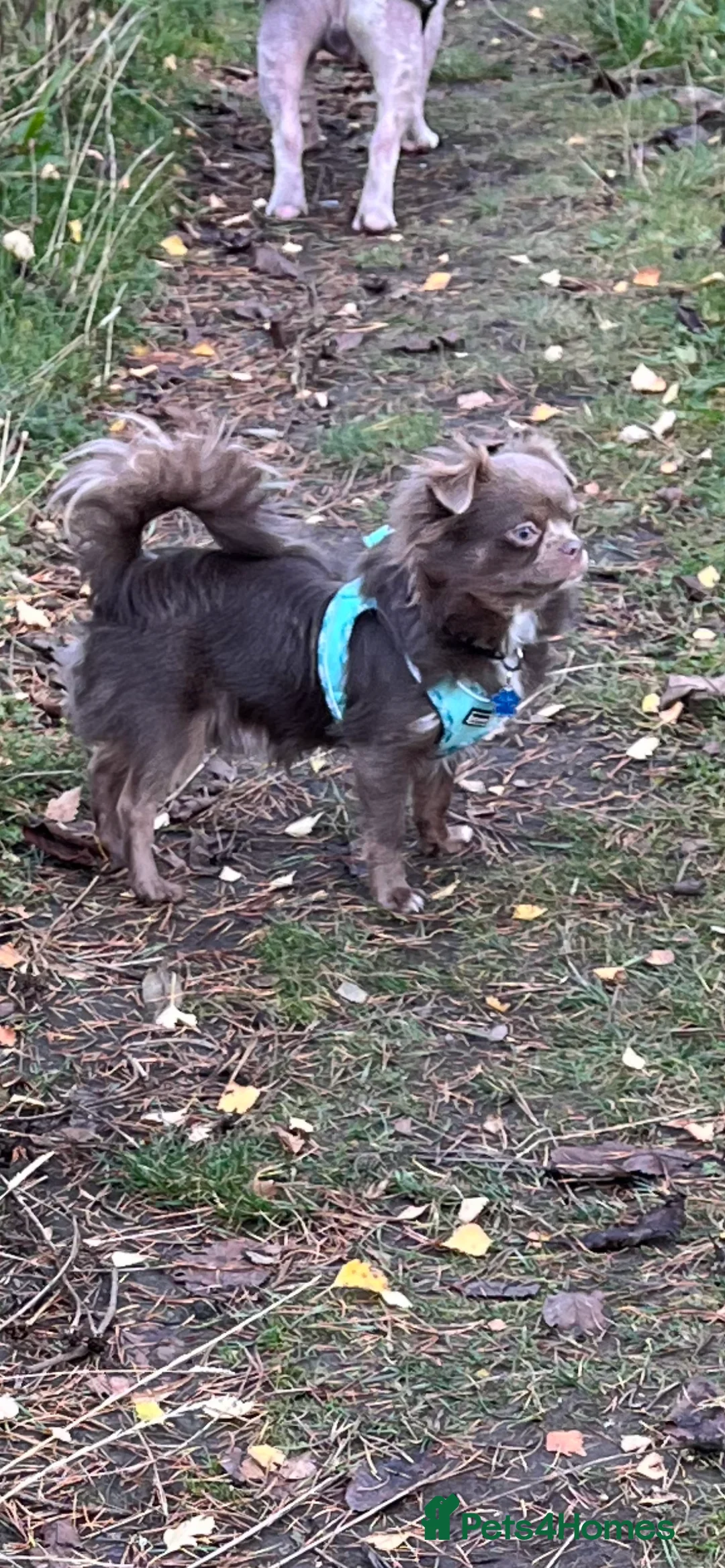 Chihuahua dogs for stud: Gorgeous Lilac & Tan Long Coat boy for STUD in Dundee - Advert 2