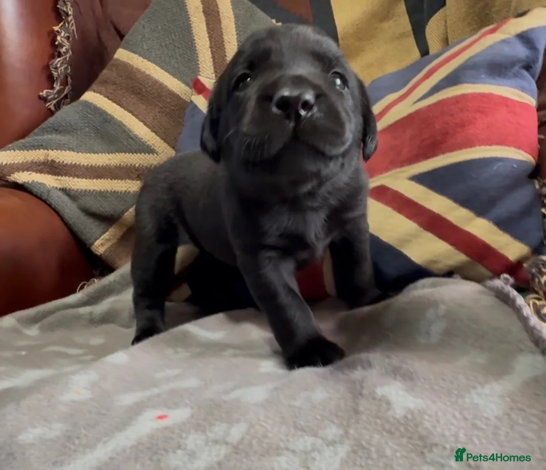 Labrador Retriever dogs for sale: Stunning KC Registered Labrador Puppies FTC Lines - Advert 1