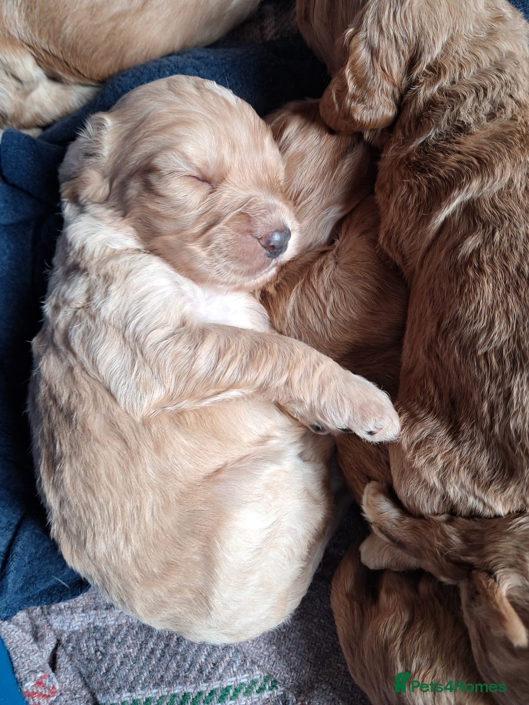 Cockapoo dogs for sale: Beautiful F1 Cockapoo puppies - Image 11