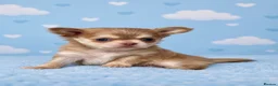 Chihuahua dogs for sale: Exceptional Pups Available to a Loving Forever 🏡  - Advert 24