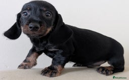 Dachshund dogs for sale: Teckel Pups - Advert 9