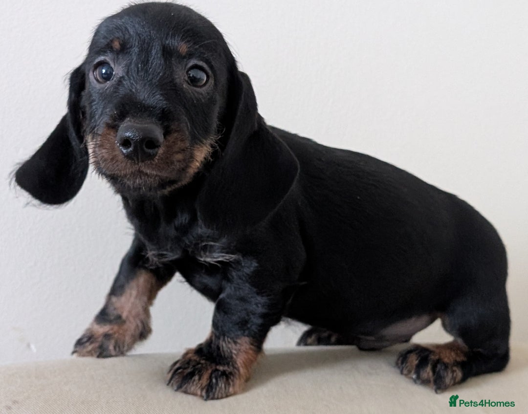Dachshund dogs for sale: Teckel Pups - Advert 9