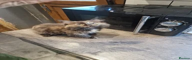 Mixed Breed Kitten 3